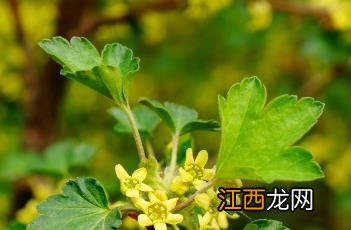 华蔓茶藨子 华西茶藨子