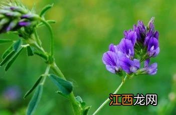 紫苜蓿 紫苜蓿花