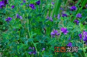 紫苜蓿 紫苜蓿花