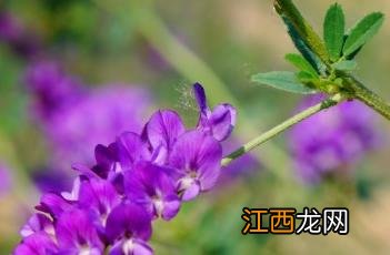 紫苜蓿 紫苜蓿花