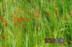 黄菖蒲 小香蒲