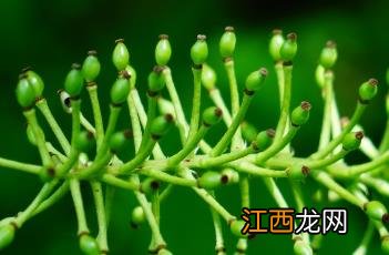 类叶升麻 白色类叶升麻