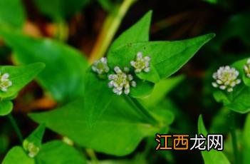 尼泊尔蓼 尼泊尔蓼图片