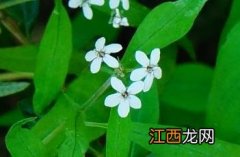 狭叶珍珠菜 狭叶珍珠菜能吃吗