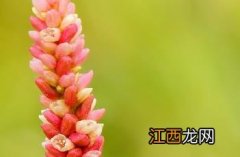 水蓼 水蓼花