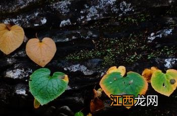 无根草 独根草