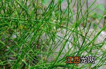 节节草 节节草图片