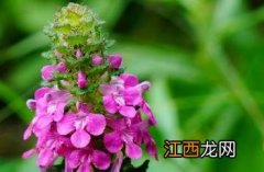 穗花马先蒿药用 穗花马先蒿