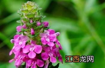 穗花马先蒿药用 穗花马先蒿