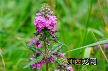 穗花马先蒿药用 穗花马先蒿