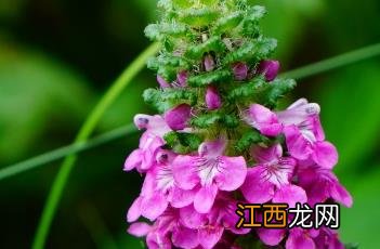 穗花马先蒿药用 穗花马先蒿