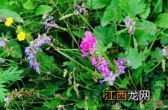 蓝花棘豆 蓝花棘豆种子