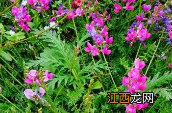 蓝花棘豆 蓝花棘豆种子