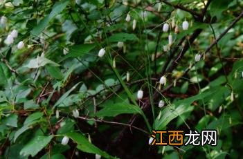 紫沙参 紫沙参图片作用与功效