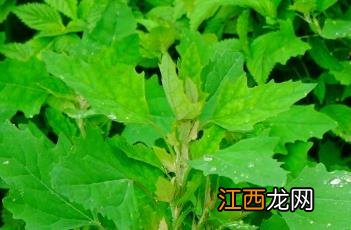 驼梁植物记-其四 驼梁野生动物