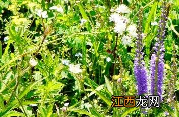 驼梁植物记-其四 驼梁野生动物