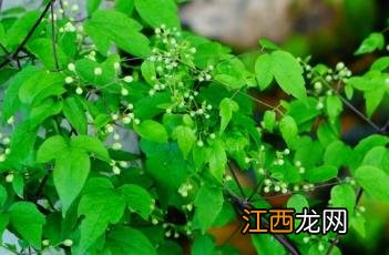 驼梁植物记-其四 驼梁野生动物