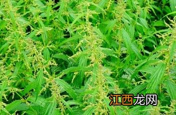 驼梁野生动物 驼梁植物记-其二