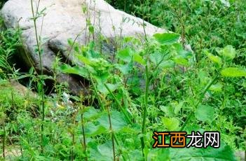 驼梁野生动物 驼梁植物记-其二