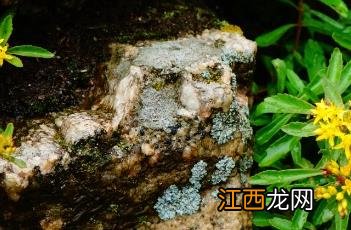 驼梁野生动物 驼梁植物记-其二