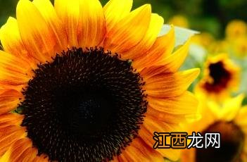 向日葵 向日葵app破解版下载网址进入18在线统计