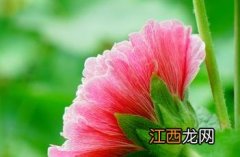 蜀葵花种子什么时候种 蜀葵