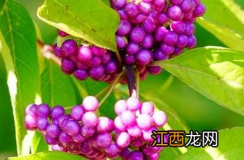 白棠子树别名 白棠子树