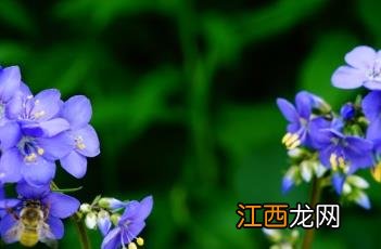 花荵 冰兰花