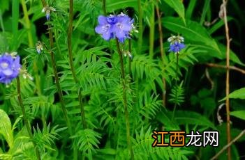 花荵 冰兰花