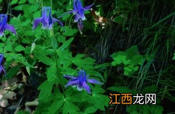 华北耧斗菜图片 华北耧斗菜