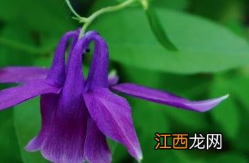 华北耧斗菜图片 华北耧斗菜