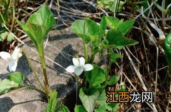 鸡腿堇菜怎么吃 鸡腿堇菜