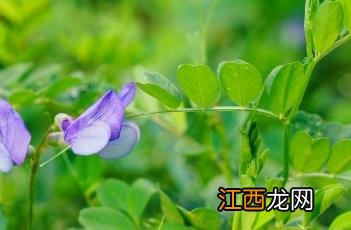 大花野豌豆能吃吗 大花野豌豆