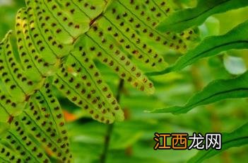 肾蕨图片 肾蕨