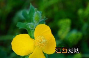 秃疮花图片 秃疮花