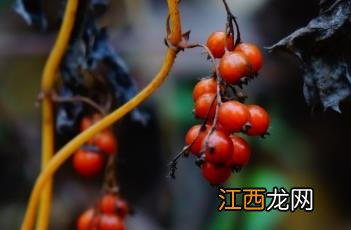 鸡屎藤苍术的神奇功效与作用 鸡屎藤