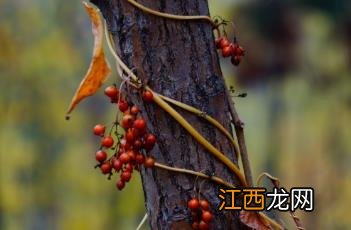 鸡屎藤苍术的神奇功效与作用 鸡屎藤