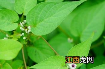 鸡屎藤苍术的神奇功效与作用 鸡屎藤