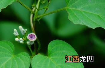 鸡屎藤苍术的神奇功效与作用 鸡屎藤