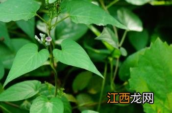 鸡屎藤苍术的神奇功效与作用 鸡屎藤