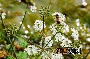 水芹菜图片 水芹