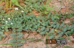 蒺藜是什么意思 蒺藜