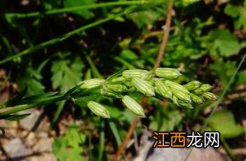 山蚂蚱草图片大全 山蚂蚱草