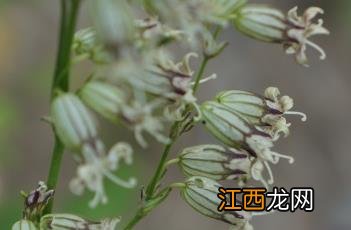 山蚂蚱草图片大全 山蚂蚱草