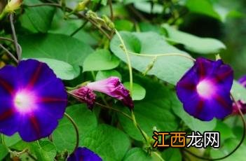 牵牛花图片大全大图 牵牛花