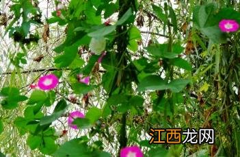 牵牛花图片大全大图 牵牛花