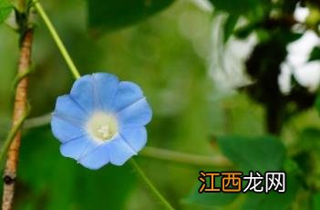 牵牛花图片大全大图 牵牛花