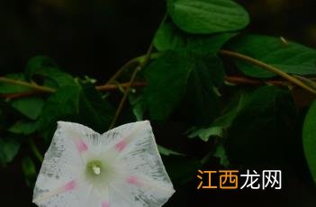 牵牛花图片大全大图 牵牛花