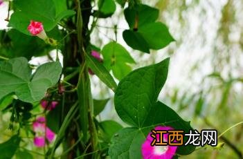 牵牛花图片大全大图 牵牛花