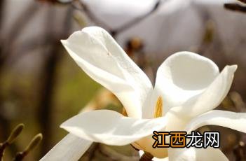 玉兰花 玉兰